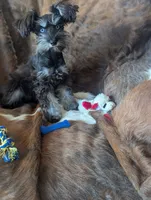 Toby, a male Miniature Schnauzer for sale in Hays, KS – 3 of 9