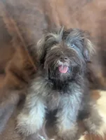 Brownie , a male Miniature Schnauzer for sale in Phoenix, AZ – 3 of 7