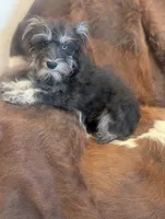 Lily, a female Miniature Schnauzer for sale in Phoenix, AZ – 1 of 4