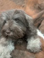 Brownie , a male Miniature Schnauzer for sale in Phoenix, AZ – 4 of 5