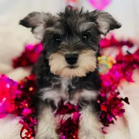 Lola, a female Miniature Schnauzer for sale in Phoenix, AZ – 1 of 1