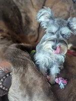 Joy, a female Miniature Schnauzer for sale in Hays, KS – 8 of 8