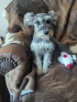 Joy, a female Miniature Schnauzer for sale in Hays, KS – 7 of 8