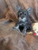 Oscar, a male Miniature Schnauzer for sale in Phoenix, AZ – 5 of 5
