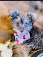 Candy (teacup), a female Miniature Schnauzer for sale in Phoenix, AZ – 1 of 1