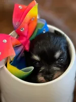 Pickles, a female Miniature Schnauzer for sale in Phoenix, AZ – 4 of 4