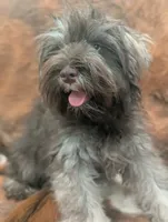 Brownie , a male Miniature Schnauzer for sale in Phoenix, AZ – 1 of 5