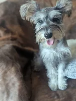 Joy, a female Miniature Schnauzer for sale in Hays, KS – 2 of 8