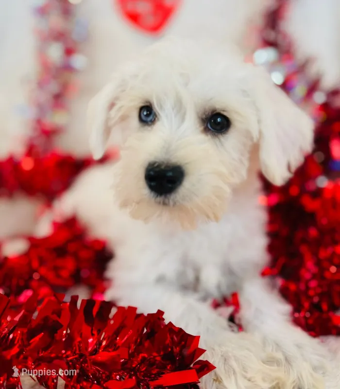 Elsa – Miniature Schnauzer puppy for sale in Phoenix, AZ