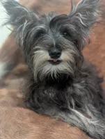 Oscar, a male Miniature Schnauzer for sale in Phoenix, AZ – 6 of 6