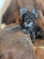 Oscar, a male Miniature Schnauzer for sale in Phoenix, AZ – 3 of 5