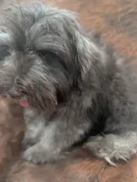 Brownie , a male Miniature Schnauzer for sale in Phoenix, AZ – 5 of 5