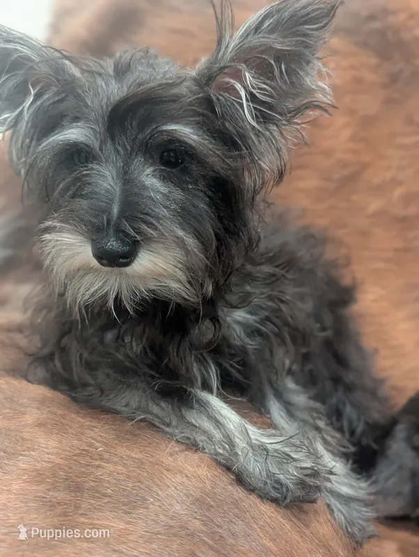 Oscar – Miniature Schnauzer puppy for sale in Phoenix, AZ