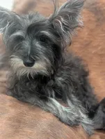 Oscar, a male Miniature Schnauzer for sale in Phoenix, AZ – 1 of 6