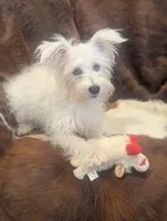 Violet , a female Miniature Schnauzer for sale in Phoenix, AZ – 1 of 4