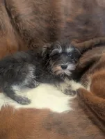 Lily, a female Miniature Schnauzer for sale in Phoenix, AZ – 2 of 4