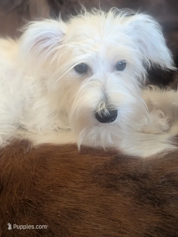 Alice – Miniature Schnauzer puppy for sale in Phoenix, AZ