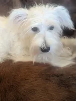 Alice, a female Miniature Schnauzer for sale in Phoenix, AZ – 2 of 2