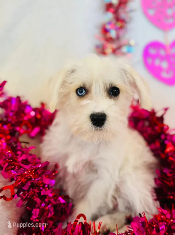 Olaf – Miniature Schnauzer puppy for sale in Phoenix, AZ