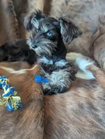 Toby, a male Miniature Schnauzer for sale in Hays, KS – 7 of 9