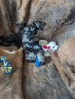 Toby, a male Miniature Schnauzer for sale in Hays, KS – 6 of 9