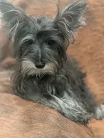 Oscar, a male Miniature Schnauzer for sale in Phoenix, AZ – 4 of 6