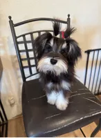 Pickles, a female Miniature Schnauzer for sale in Phoenix, AZ – 2 of 4
