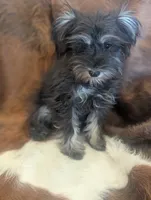 Max, a male Miniature Schnauzer for sale in Phoenix, AZ – 3 of 5