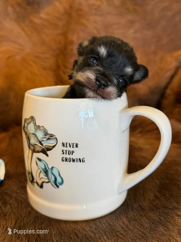 Pickles – Miniature Schnauzer puppy for sale in Phoenix, AZ
