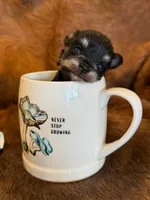 Pickles, a female Miniature Schnauzer for sale in Phoenix, AZ – 3 of 4
