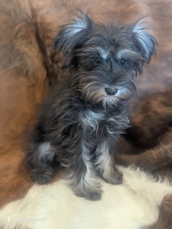 Max – Miniature Schnauzer puppy for sale in Phoenix, AZ