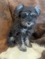 Max, a male Miniature Schnauzer for sale in Phoenix, AZ – 1 of 5