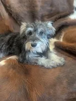 Joy, a female Miniature Schnauzer for sale in Phoenix, AZ – 1 of 6