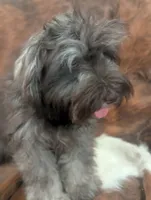 Brownie , a male Miniature Schnauzer for sale in Phoenix, AZ – 3 of 5