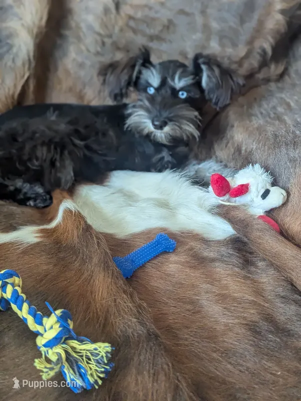 Toby, a male Miniature Schnauzer for sale in Hays, KS – 1 of 9