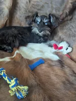 Toby, a male Miniature Schnauzer for sale in Hays, KS – 1 of 9