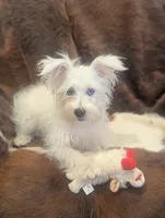 Violet , a female Miniature Schnauzer for sale in Phoenix, AZ – 4 of 4