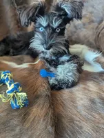 Toby, a male Miniature Schnauzer for sale in Hays, KS – 8 of 9