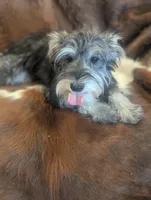 Joy, a female Miniature Schnauzer for sale in Phoenix, AZ – 5 of 6