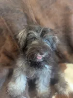 Brownie , a male Miniature Schnauzer for sale in Phoenix, AZ – 2 of 7