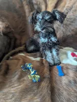 Toby, a male Miniature Schnauzer for sale in Hays, KS – 5 of 9