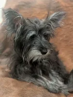 Oscar, a male Miniature Schnauzer for sale in Phoenix, AZ – 3 of 6