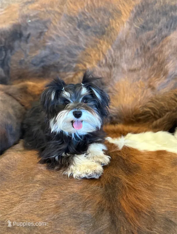 Pickles – Miniature Schnauzer puppy for sale in Phoenix, AZ