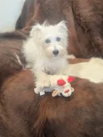 Violet , a female Miniature Schnauzer for sale in Phoenix, AZ – 3 of 4