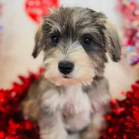 Max, a male Miniature Schnauzer for sale in Phoenix, AZ – 1 of 1