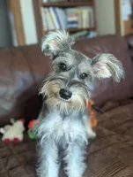 Joy, a female Miniature Schnauzer for sale in Hays, KS – 1 of 8