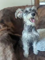 Joy, a female Miniature Schnauzer for sale in Hays, KS – 5 of 8