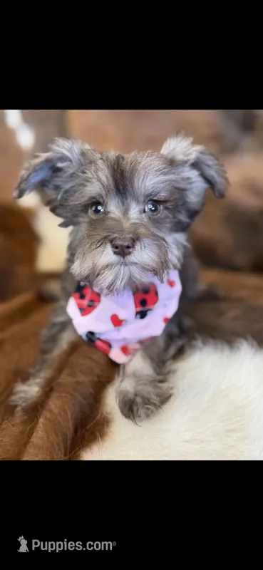 Lily – Miniature Schnauzer puppy for sale in Phoenix, AZ