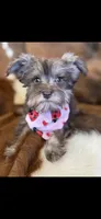 Lily, a female Miniature Schnauzer for sale in Phoenix, AZ – 1 of 1
