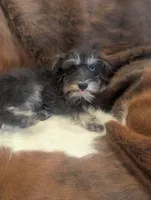 Lily, a female Miniature Schnauzer for sale in Phoenix, AZ – 3 of 4